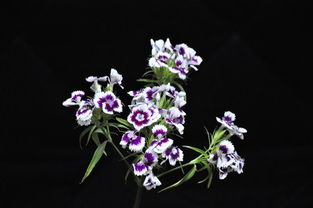 三枝鲜花，一隅静谧
